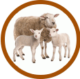 Премиксы для коз и овец