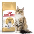Royal Canin NORWEGIAN FOREST CAT